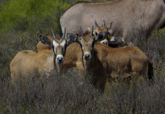 Oryx gazella