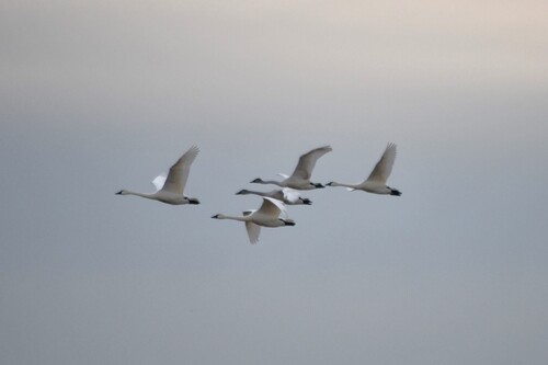 Tundra Swan (Cygnus columbianus), photo 4