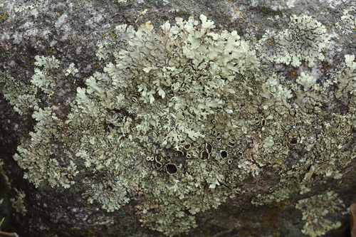 iNaturalist observation photo of rock shield lichens