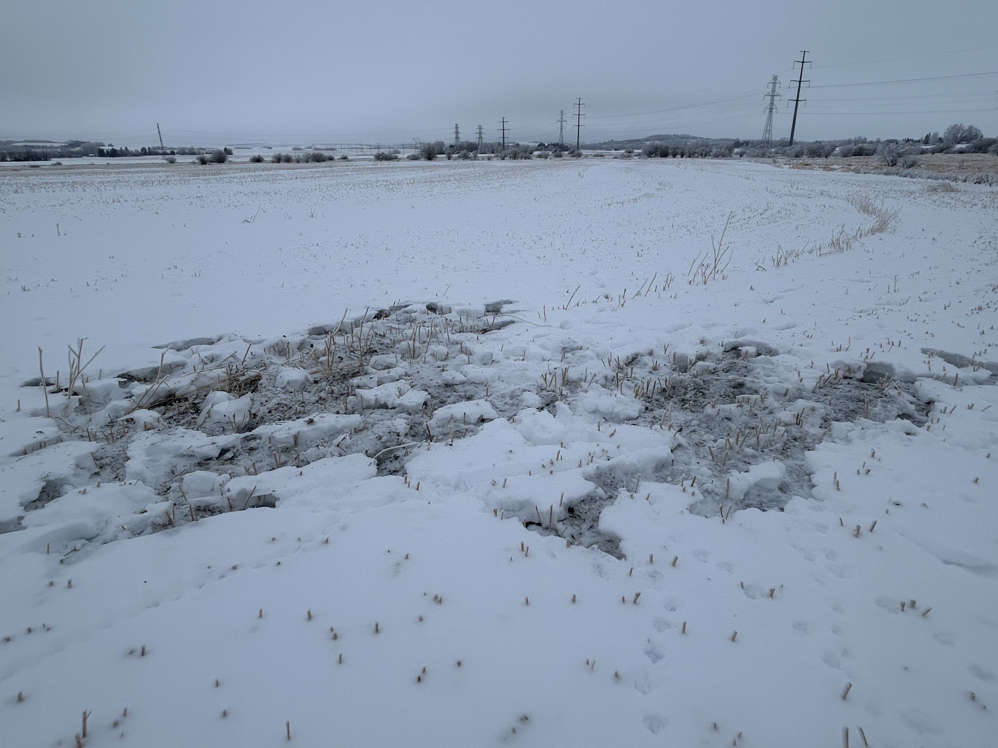 Grey Partridge (Perdix perdix), photo 3