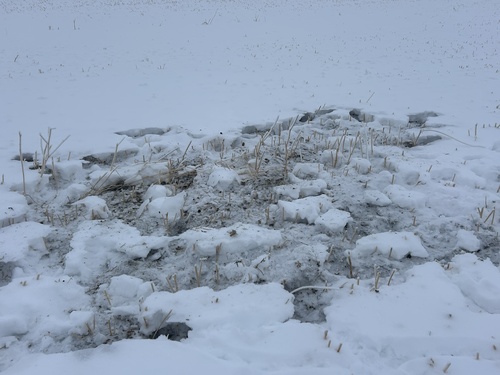 Grey Partridge (Perdix perdix), photo 4
