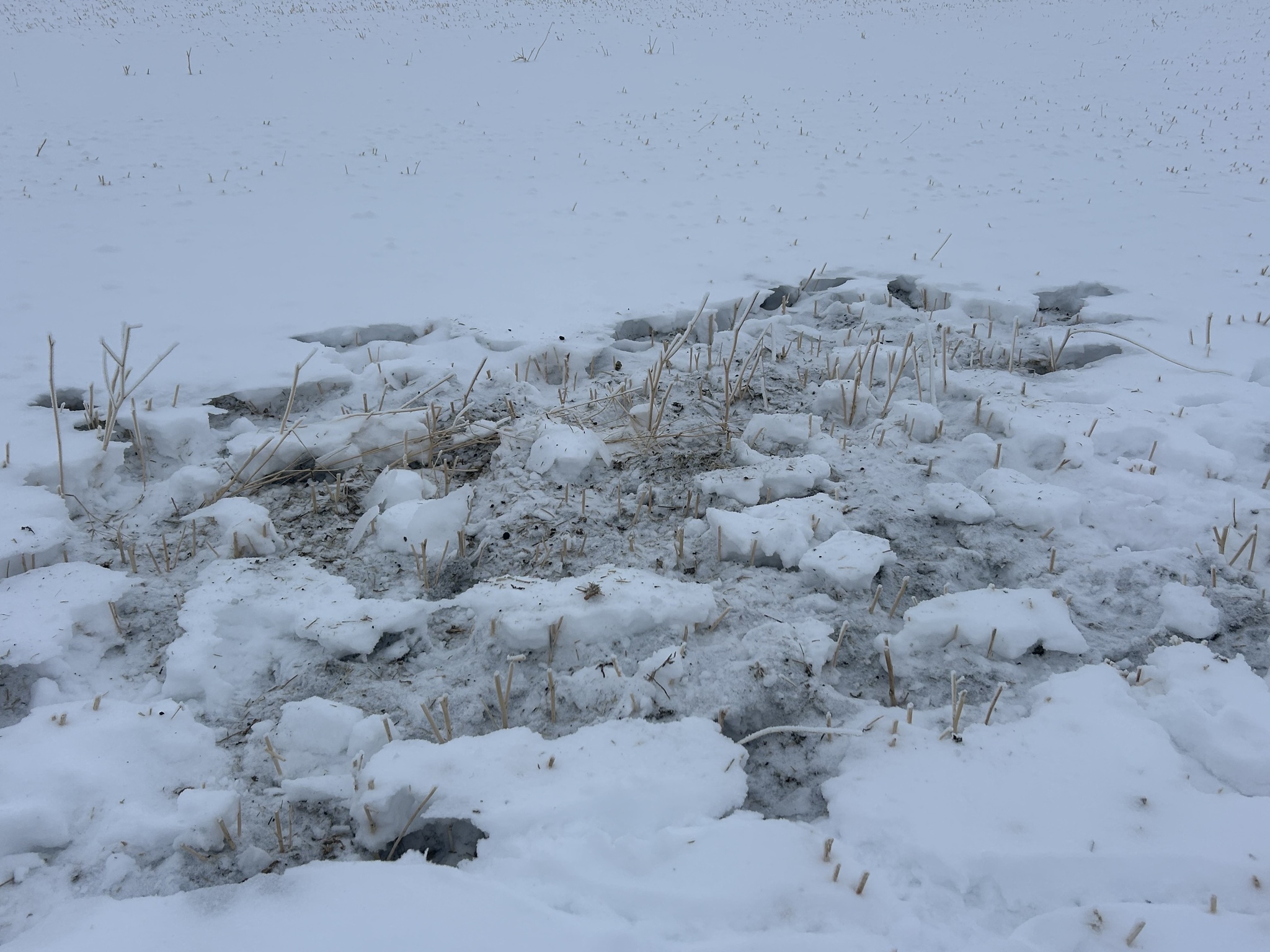 Grey Partridge (Perdix perdix), photo 4