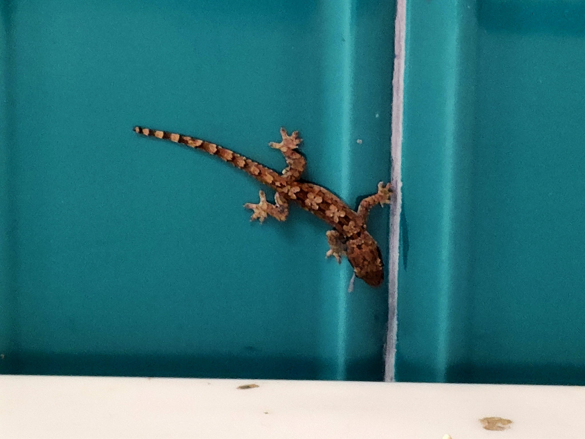 Hemidactylus platyurus (Schneider, 1797)