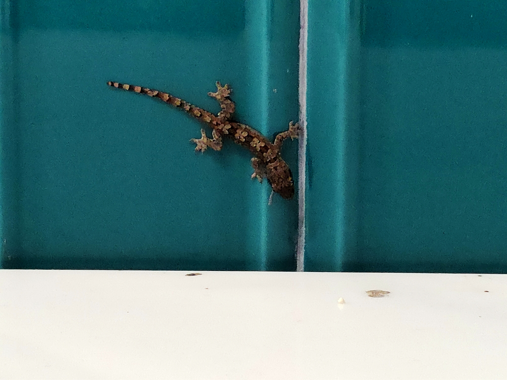 Hemidactylus platyurus (Schneider, 1797)