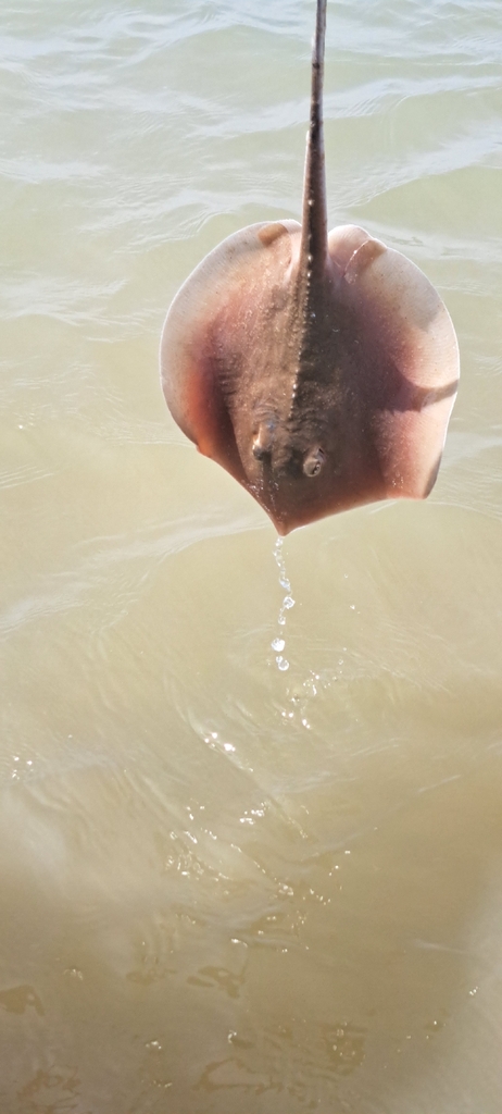 Langsnuitpijlstaartrog (Hypanus guttatus) — Dasyatidae