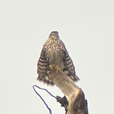 Sharp-shinned Hawk (Accipiter striatus), photo 8