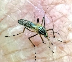 Aedes vittiger