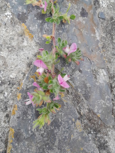 Spiny restharrow (Ononis spinosa)
