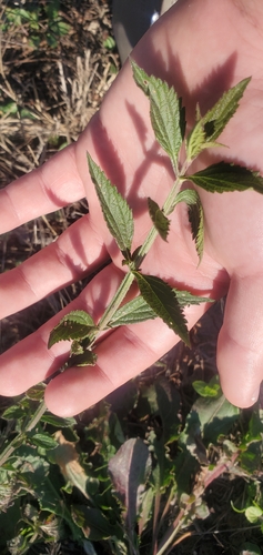 Brazilian vervain