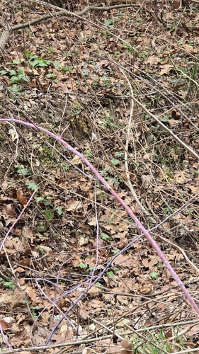 Rubus occidentalis