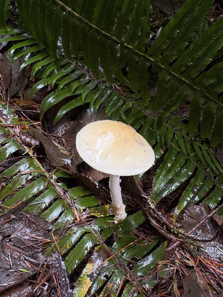 Stropharia ambigua · January 2026 · photo: © jerryn (iNaturalist, cc-by)