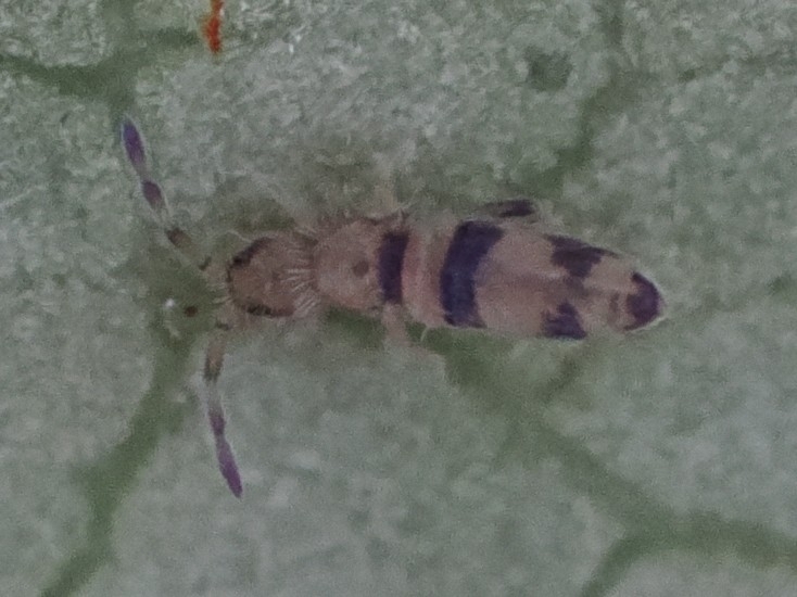 Entomobrya triangularis Schött, 1896
