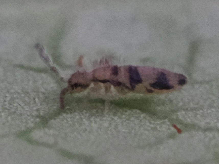 Entomobrya triangularis Schött, 1896