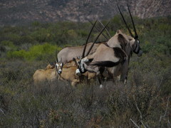 Oryx gazella