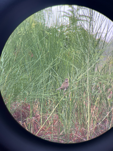 Fox Sparrow (Passerella iliaca), photo 3