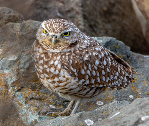 View observation of {o.common_name} on iNaturalist