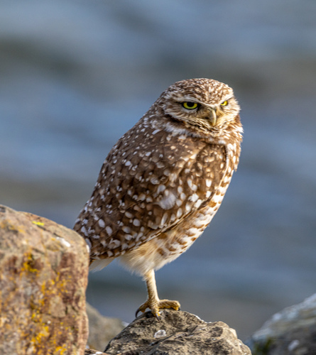 View observation of {o.common_name} on iNaturalist