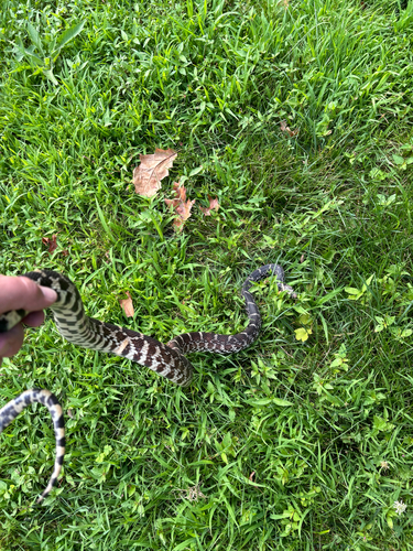 iNaturalist observation photo of Bullsnake