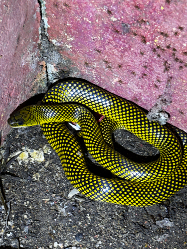 Military Ground Snake