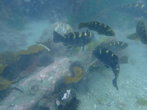 Banded parrotfish (Notolabrus fucicola) — Labridae — 4