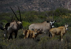 Oryx gazella