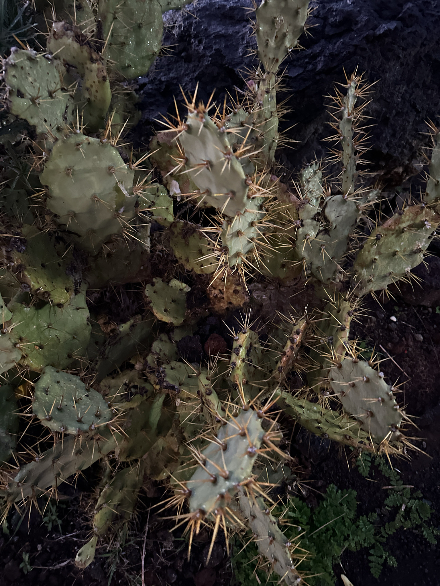 Erect prickly pear