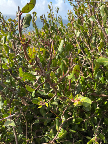 iNaturalist observation photo of lemonade berry
