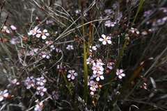 Euryomyrtus ramosissima