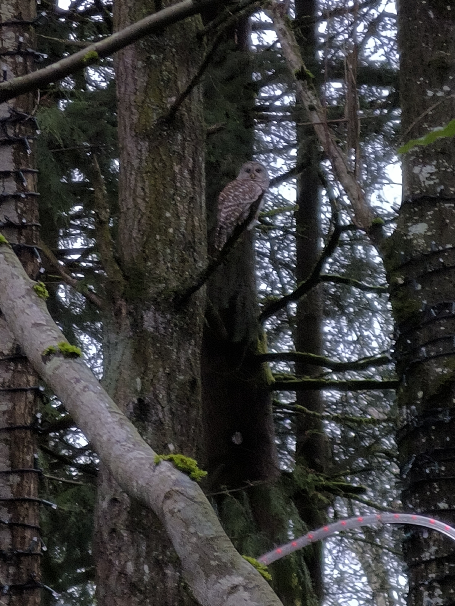 Barred Owl (Strix varia), photo 2