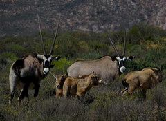 Oryx gazella