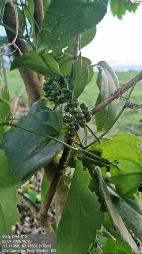 Smilax fluminensis