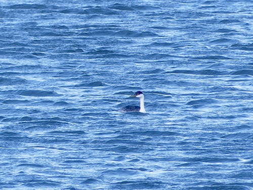 Western Grebe (Aechmophorus occidentalis), photo 6