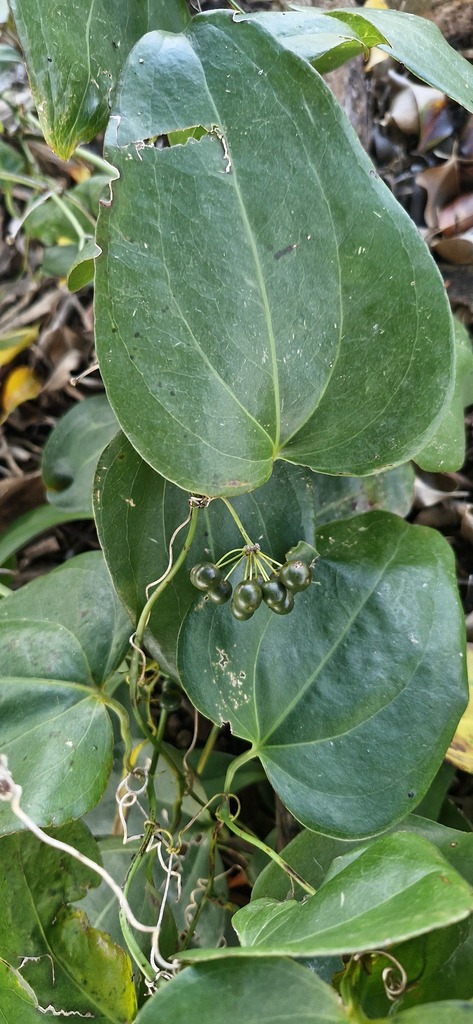 Smilax fluminensis
