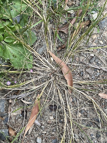 Festuca bromoides