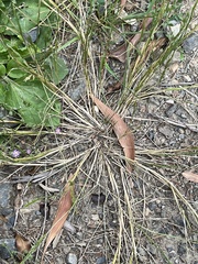 Festuca bromoides