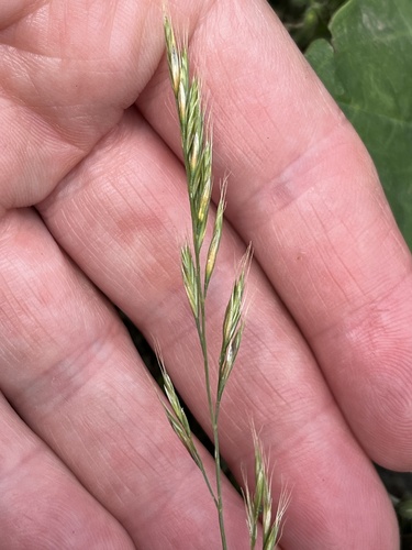 Festuca bromoides, photograph 1