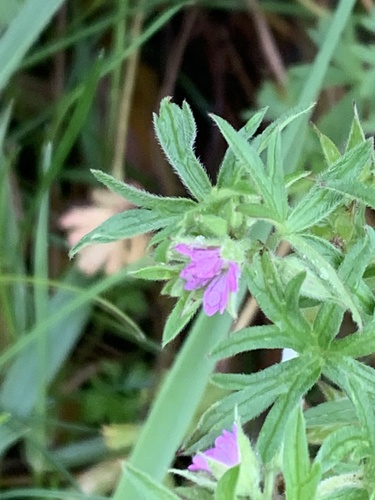 Geranium dissectum