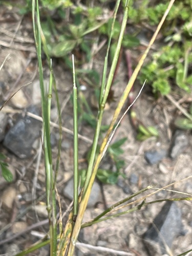 Festuca bromoides, photograph 2