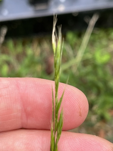 Festuca bromoides, photograph 3