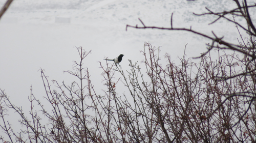 Black-billed Magpie (Pica hudsonia), photo 3