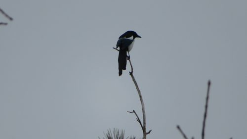 Black-billed Magpie (Pica hudsonia), photo 4