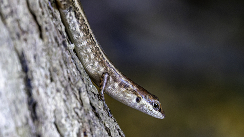Flores Forest Skink, Sphenomorphus striolatus