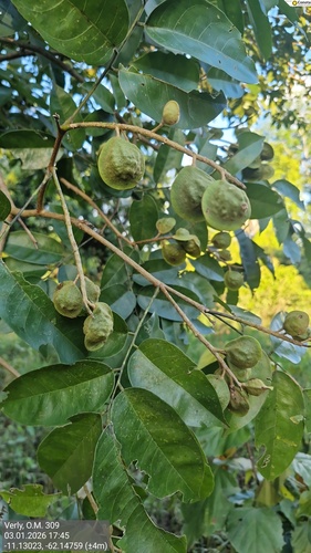 Pterocarpus santalinoides