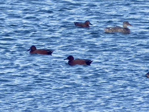Cinnamon Teal (Spatula cyanoptera), photo 4