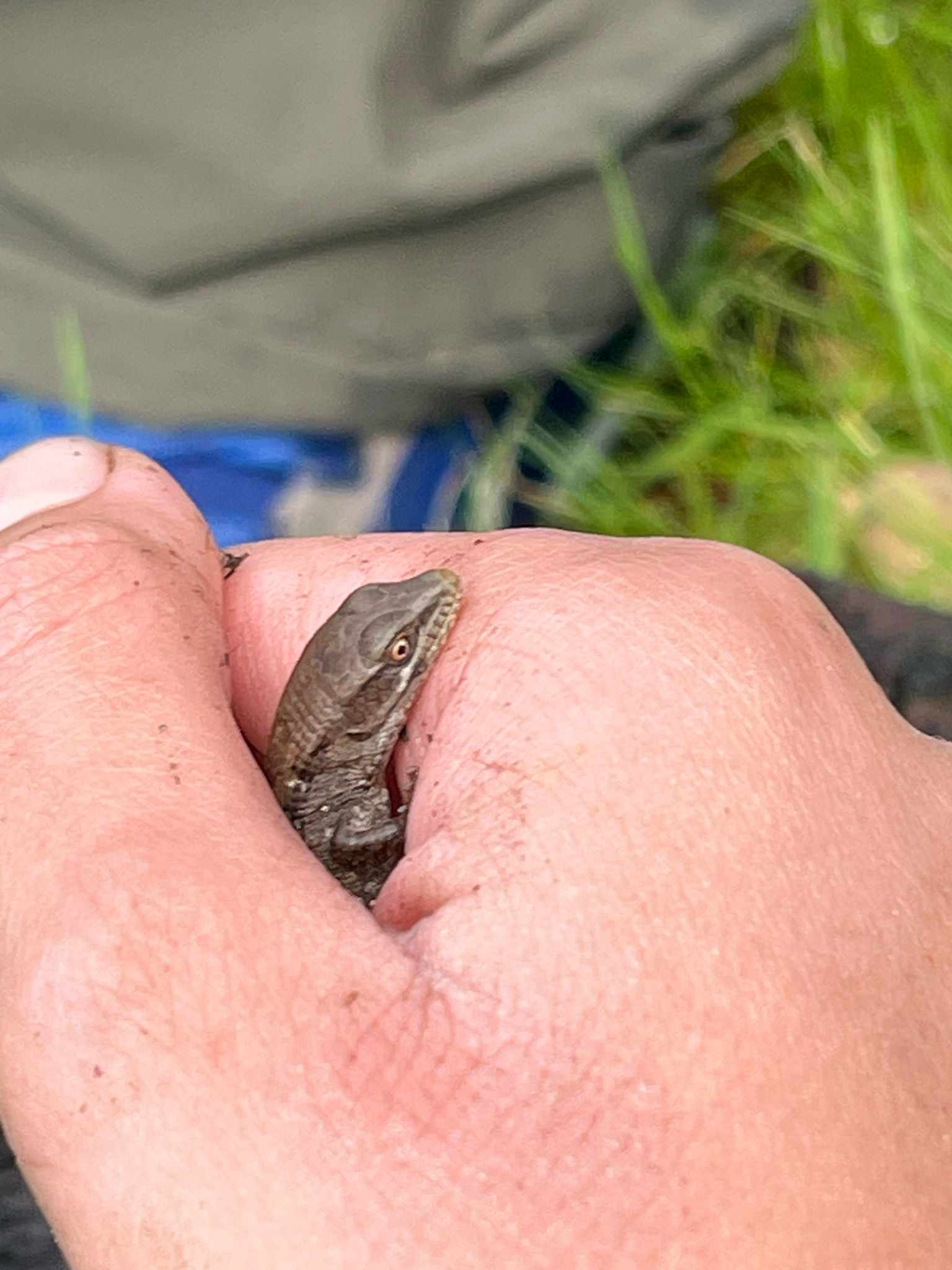 Elgaria multicarinata (Blainville, 1835)