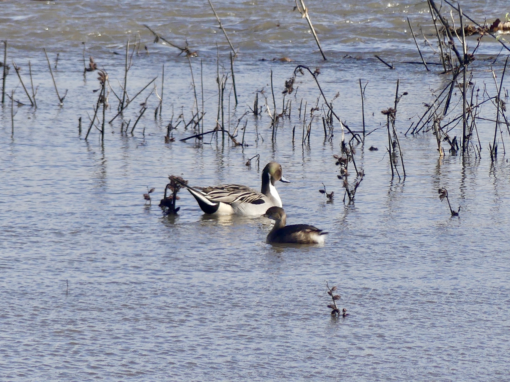 Northern Pintail (Anas acuta), photo 3