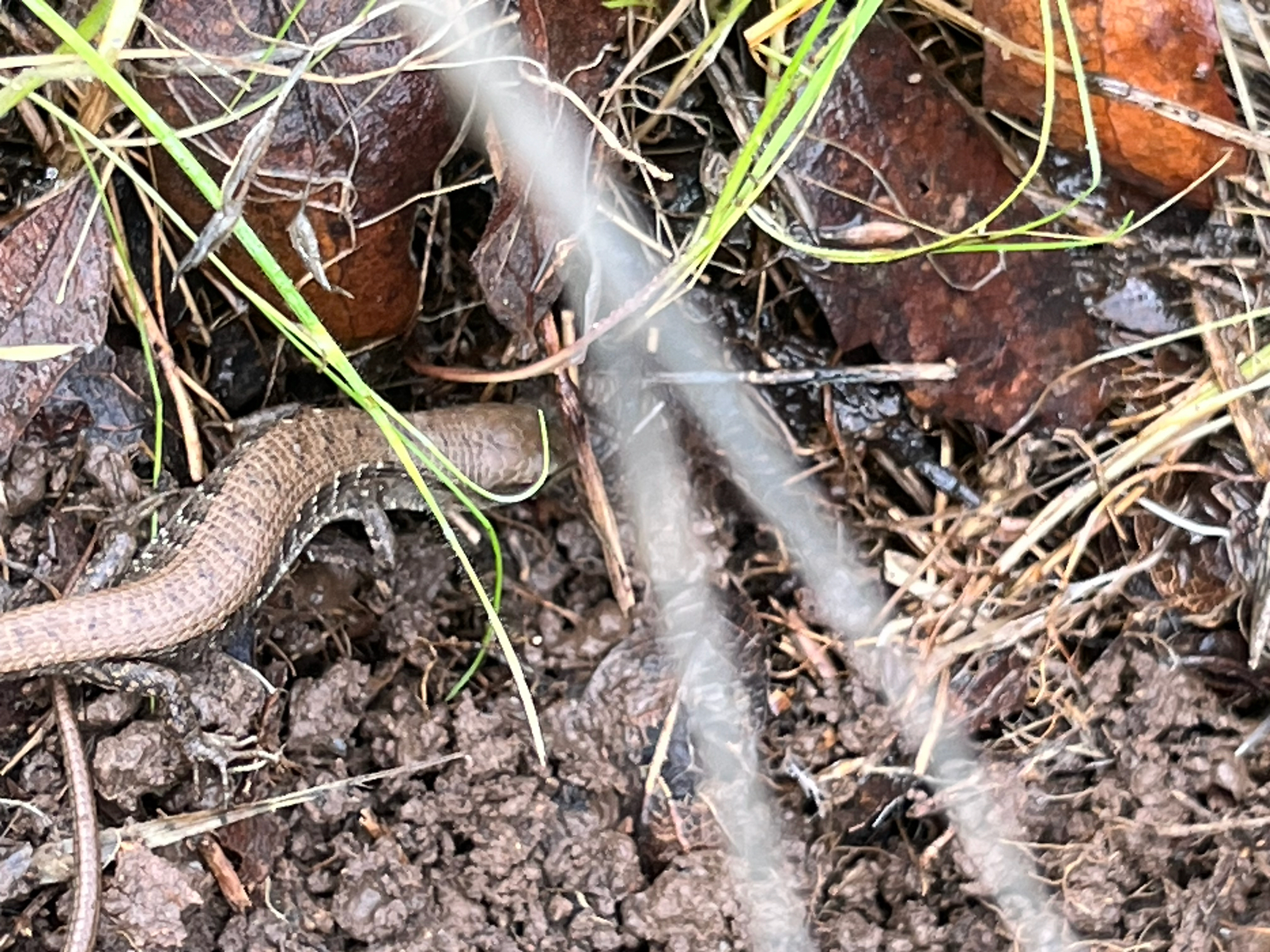 Elgaria multicarinata (Blainville, 1835)