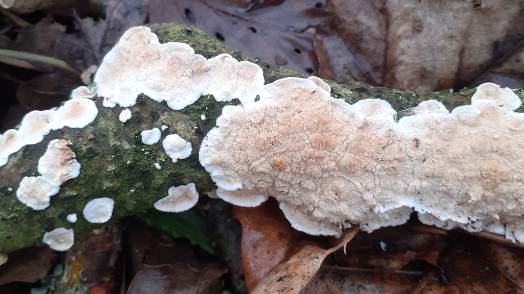 Byssomerulius corium · January 2026 · photo: © bogsuckers (iNaturalist, cc-by)