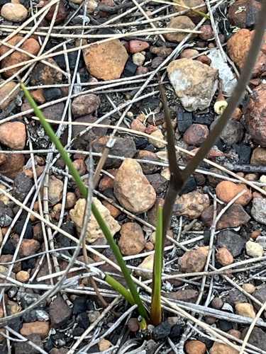 Haemodorum spicatum, photograph 2