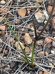 Haemodorum spicatum, photograph (c) Rob Beattie, some rights reserved (CC BY)